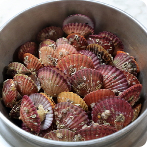 1.통영 홍가리비 1kg